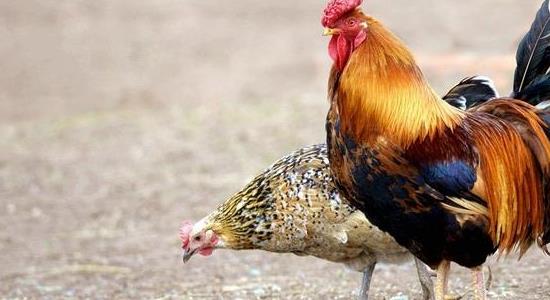 公鸡打鸣时会把自己震聋吗？